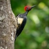 Datel indomalajsky - Dryocopus javensis - White-bellied Woodpecker o0749